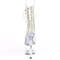 Чоботи Pleaser Adore-1021C-2 *7 дюймів на підборах, 2 3/4 дюйма з відкритим носком, шнурівкою спереду та чобітками, прозорі